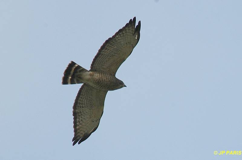 Buteo platypterus